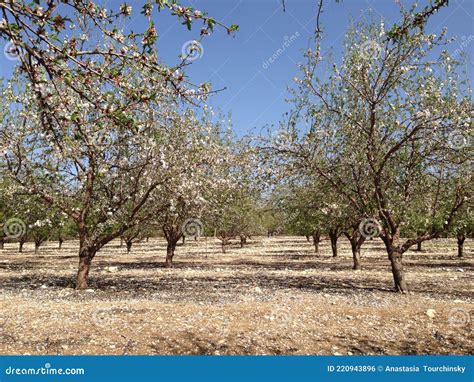 A Field Of Blossoming Almond Trees Cluster Of Almond Blossoms In Full