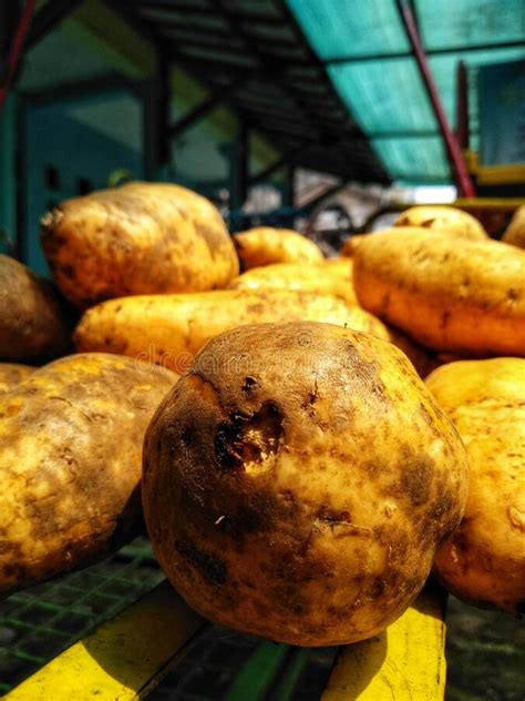 Honey Sweet Potato Taken At Bandung West Java Indonesia On 9th