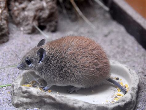 Acomys Russatus Golden Spiny Mouse In Dierenpark Amersfoort