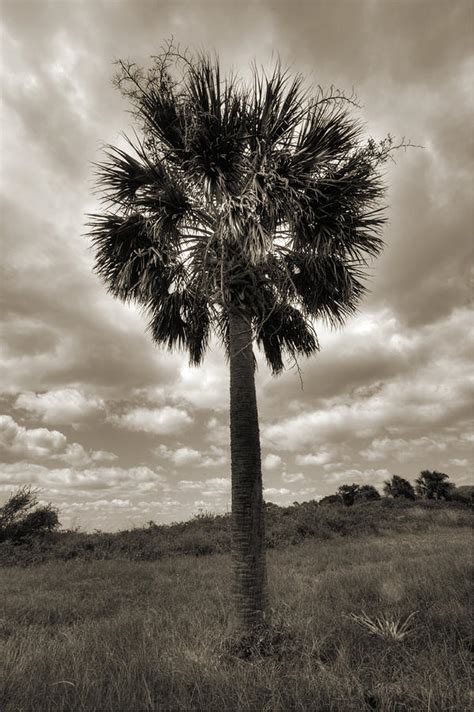 South Carolina Palmetto Palm Tree Photograph By Dustin K Ryan