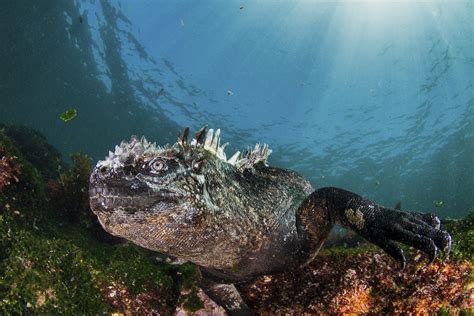 Marine Life In The Galapagos