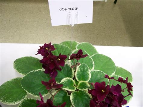 Photo Of African Violet Saintpaulia Pow Wow Uploaded By Mellielong