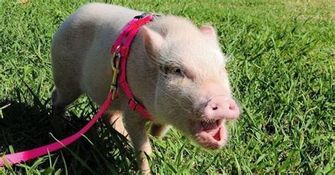 Mini Pigs As Pets Cost Life Expectancy Behaviors Pet Pig Pal