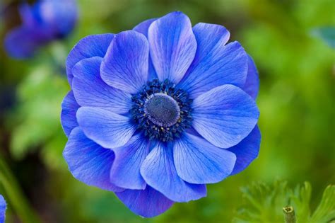 Pin Op Fleurs Bleues And Violettes