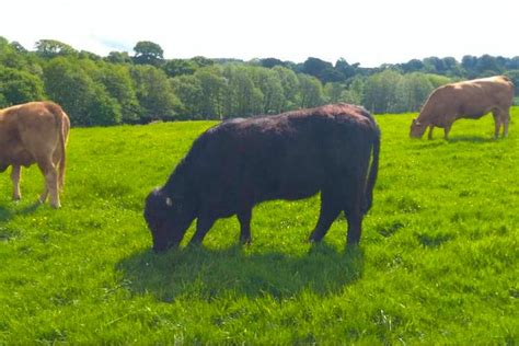 1 Pedigree Welsh Black Breeding Cow With Calf At Foot Sellmylivestock