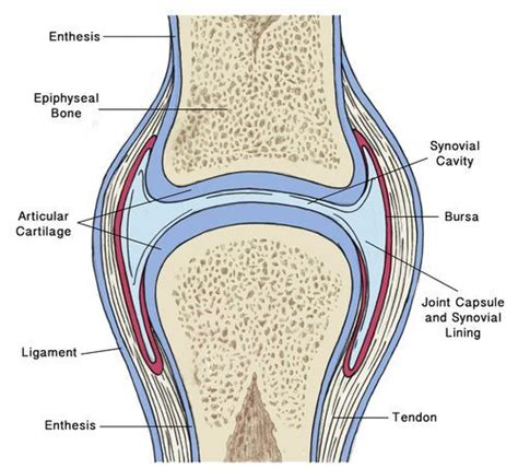 Synovial Joint Diagram Go Images Cast