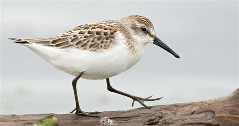 Western Sandpiper Identification All About Birds Cornell Lab Of