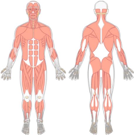 Muscle Diagram Blank Human Body Muscles Muscle Diagram Human Body