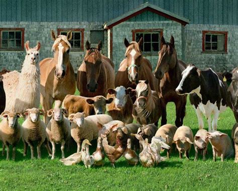 Ritratti Di Famiglia Di Animali Fotografati Nel Loro Ambiente Animali