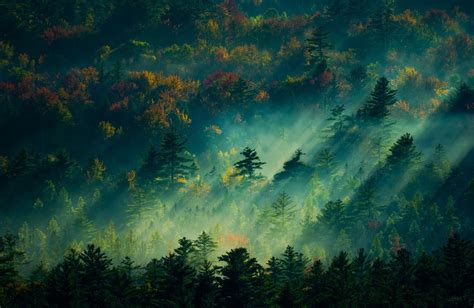 985440 Fall Trees Dappled Sunlight Mist Sunlight Forest