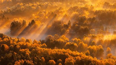 Sun Lights Autumn Trees Nature Hd Wallpaper Pxfuel
