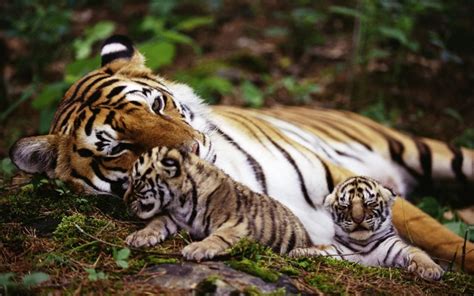 Tiger Mother With Cubs Wallpaper Animals Wallpaper Better
