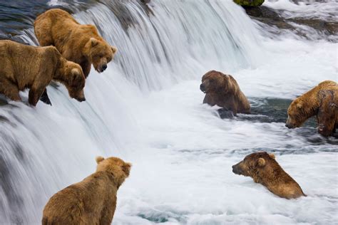 Brown Bears Fishing At Brooks Falls Katmai National Park Alaska R