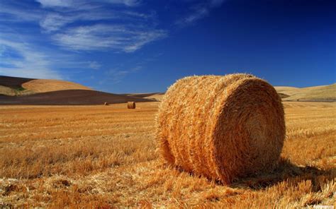 122195 Field Landscape Haystacks Android Iphone Hd Wallpaper