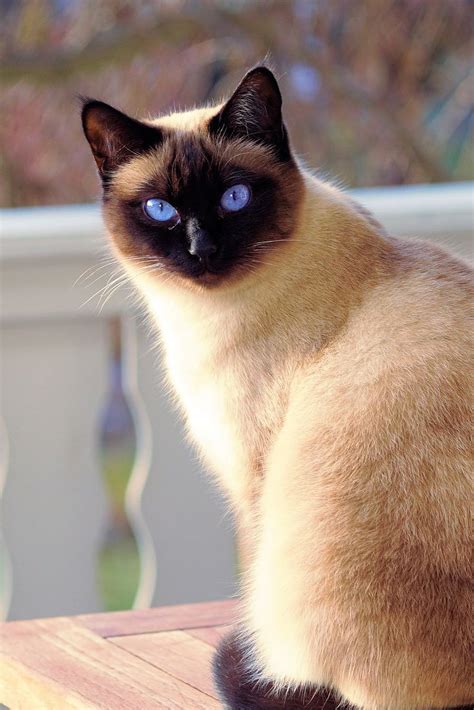 Siamese Cat Cute Cats British Shorthair