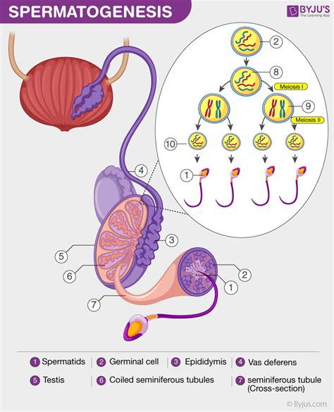 Spermatogenesis Occurs In The Slidesharedocs