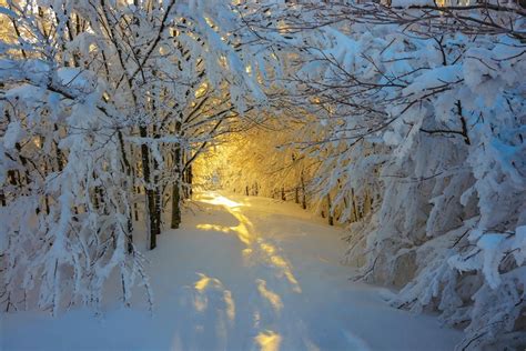 Forest Snow Sunrise Trees Italy Path White Yellow Nature