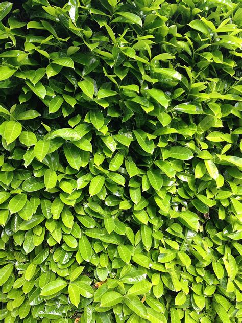 Green Leaves Of Laurel Bush By Stocksy Contributor Rialto Images