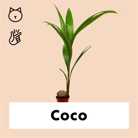 Kokospalm kopen? | Coco | Plantsome