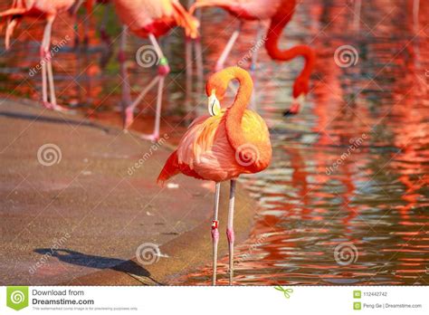 Flamboyance Of Flamingos Stock Photo Image Of Phoenicopterus 112442742