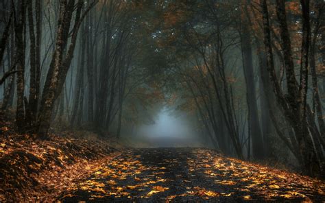 Nature Mist Road Forest Leaves Fall Dark Morning Wallpaper