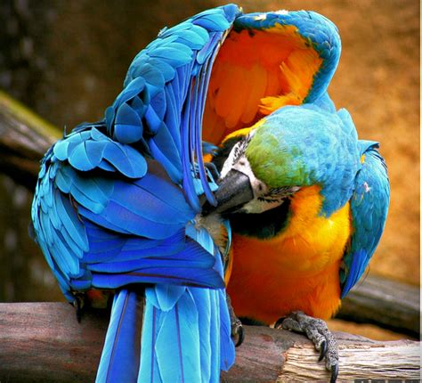 Colorful Exotic Birds Ara Parrot Description