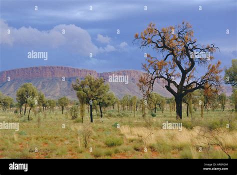Papunya Australia Hi Res Stock Photography And Images Alamy