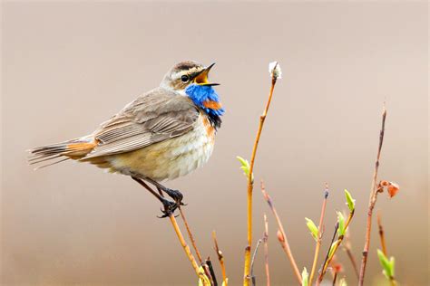 8 Best Places To Go Bird Watching In The West
