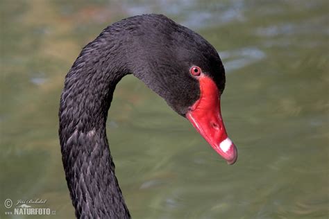 Black Swan Photos Black Swan Images Nature Wildlife Pictures