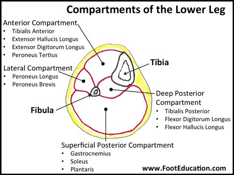 Anatomy Of The Foot And Ankle Orthopaedia Foot Ankle