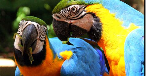 Colorful Exotic Birds Ara Parrot Description