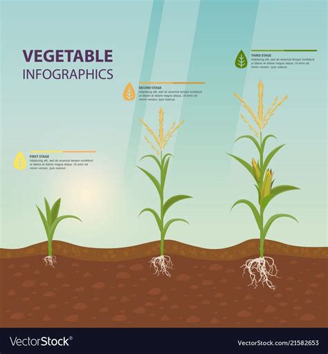 Maize Or Corn Growth Stages In Form Of Infographic Infographic