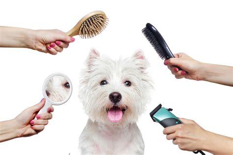 10 Best Pet Grooming Tools Recommended For Professionals