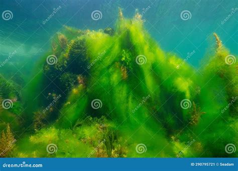 Algal Bloom Underwater Ocean Filamentous Algae Covering Others Seaweed