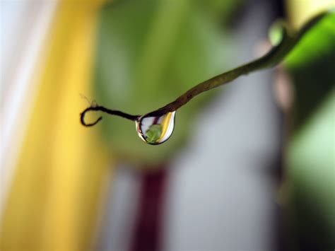 Shallow Focus Of Water Drop During Daytime Hd Wallpaper Wallpaper Flare