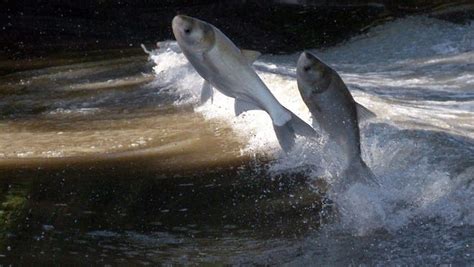 silver asian carp leap from the illinois river near bath ill on sept 8 2010 environmental