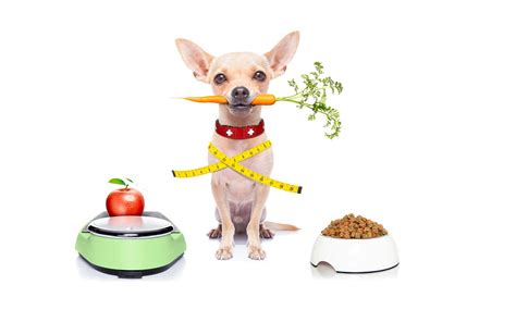 How To Slim Down An Overweight Dog 30 Day Diet Plan