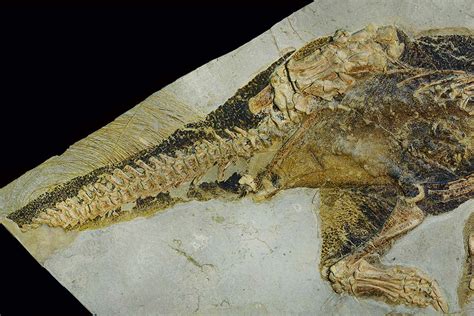 Dinosaur Fossil With Preserved Genital Orifice Hints How They Mated