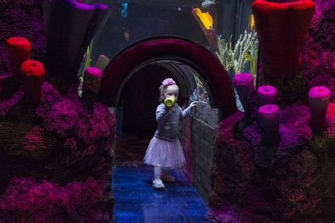 Sea Life Michigan Aquarium Is Officially Open At Great Lakes Crossing