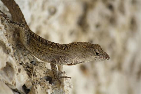 Lizard In Everglades Florida Elljot Flickr