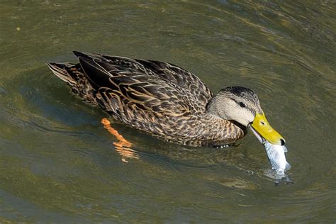 11 Things Ducks Like To Eat Most Diet Care And Feeding Tips