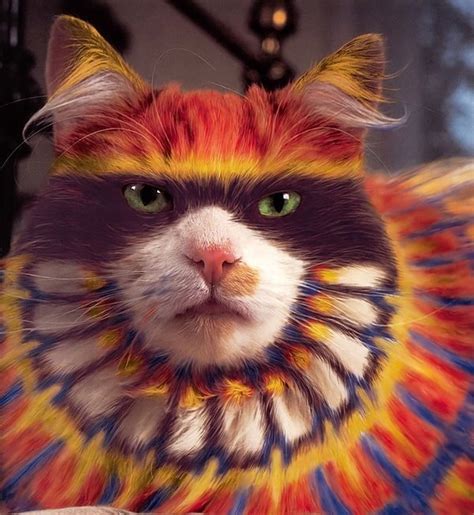 Native American Cat Cats Pinterest