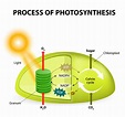 Biology: Photosynthesis: Level 2 activity for kids | PrimaryLeap.co.uk