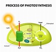 Biology: Photosynthesis: Level 2 activity for kids | PrimaryLeap.co.uk