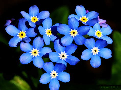 List Of Top Most Beautiful Blue Flowers In The World Storytimes