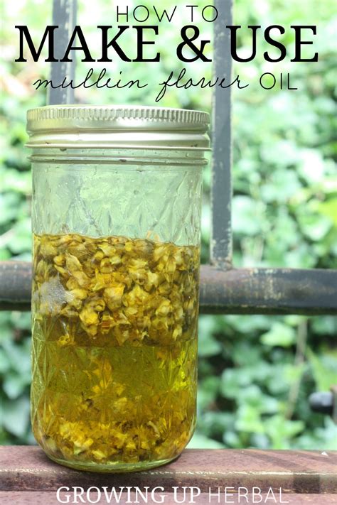 How To Make And Use Mullein Flower Oil Growing Up Herbal