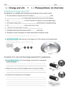 Build a digestive system get the gizmo ready: 8 1 Energy And Life Worksheet Answer Key - worksheet