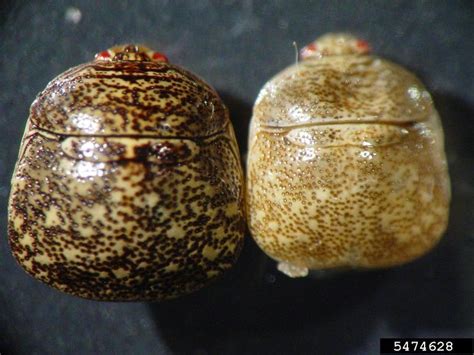 Kudzu Bug Megacopta Cribraria Hemiptera Plataspidae 5474628