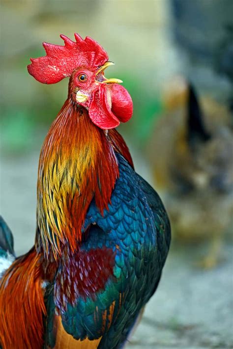 Pros And Cons Of Having A Rooster Should You Keep A Rooster