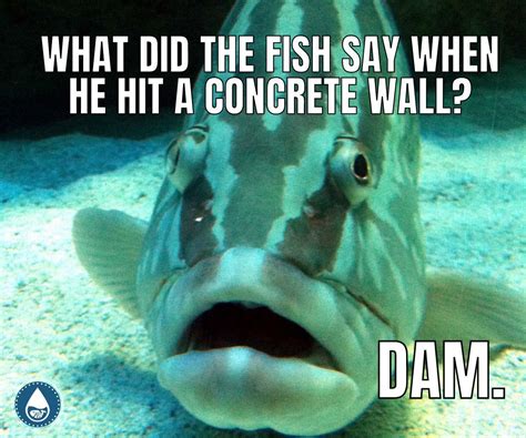 173 Funny And Unique Fish Puns Fish Puns Fishing Memes Fishing Jokes
